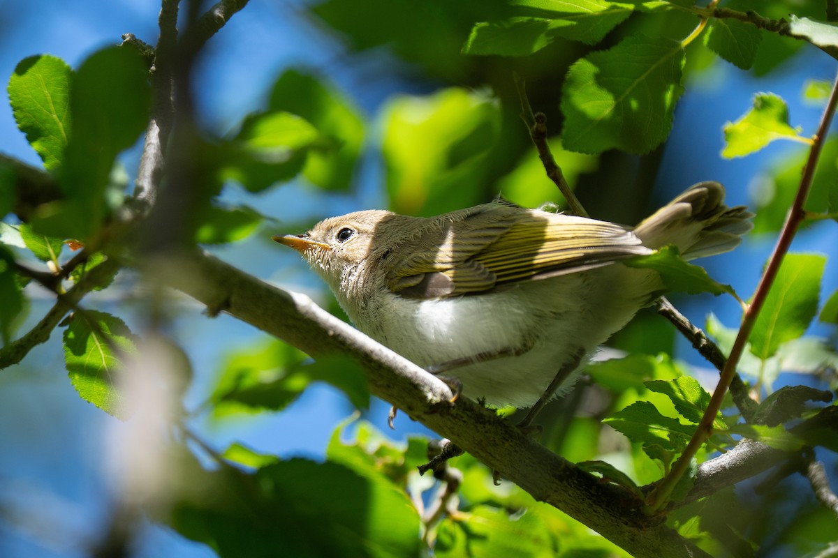 Eastern Bonelli's Warbler - ML637425738