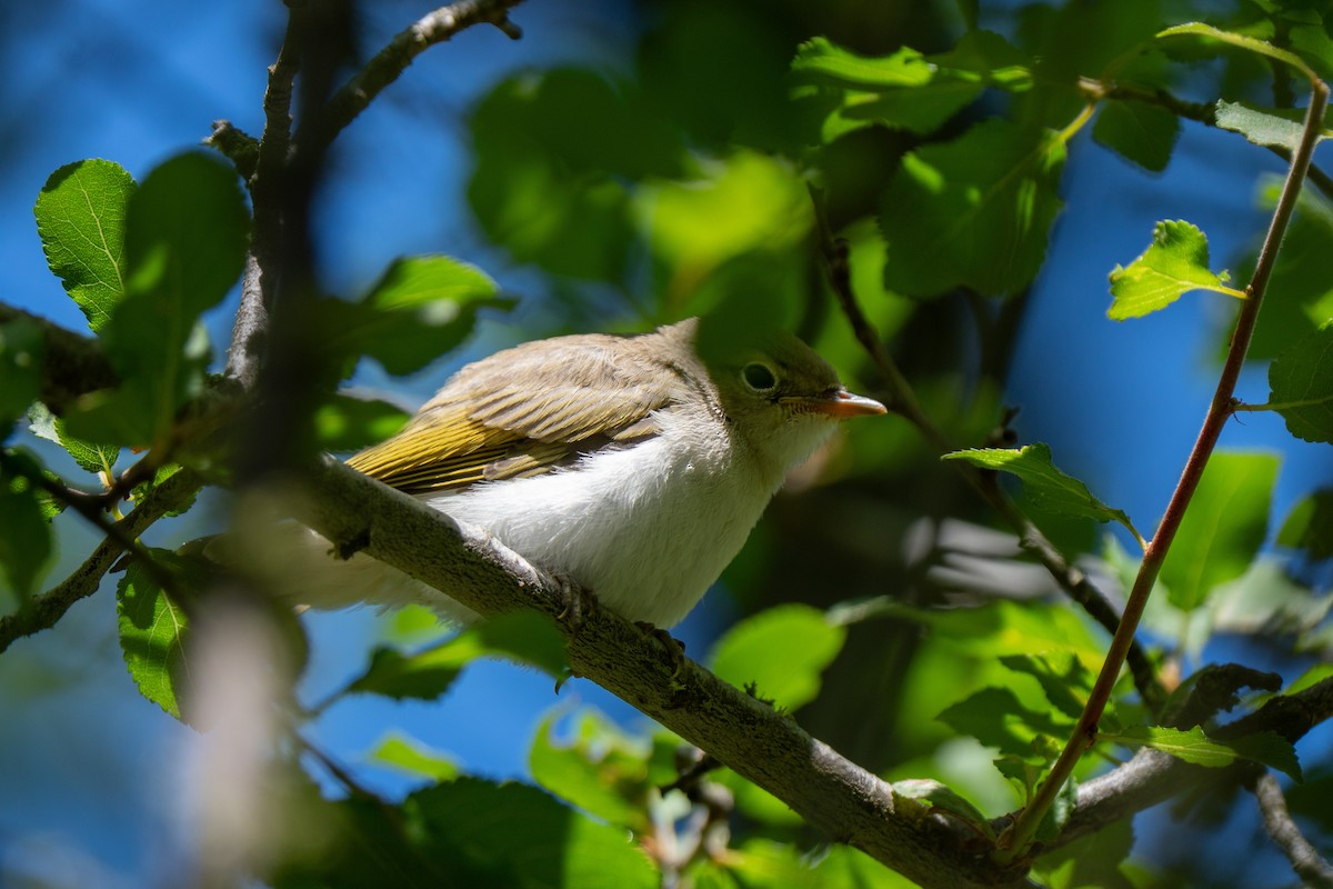 Eastern Bonelli's Warbler - ML637425740