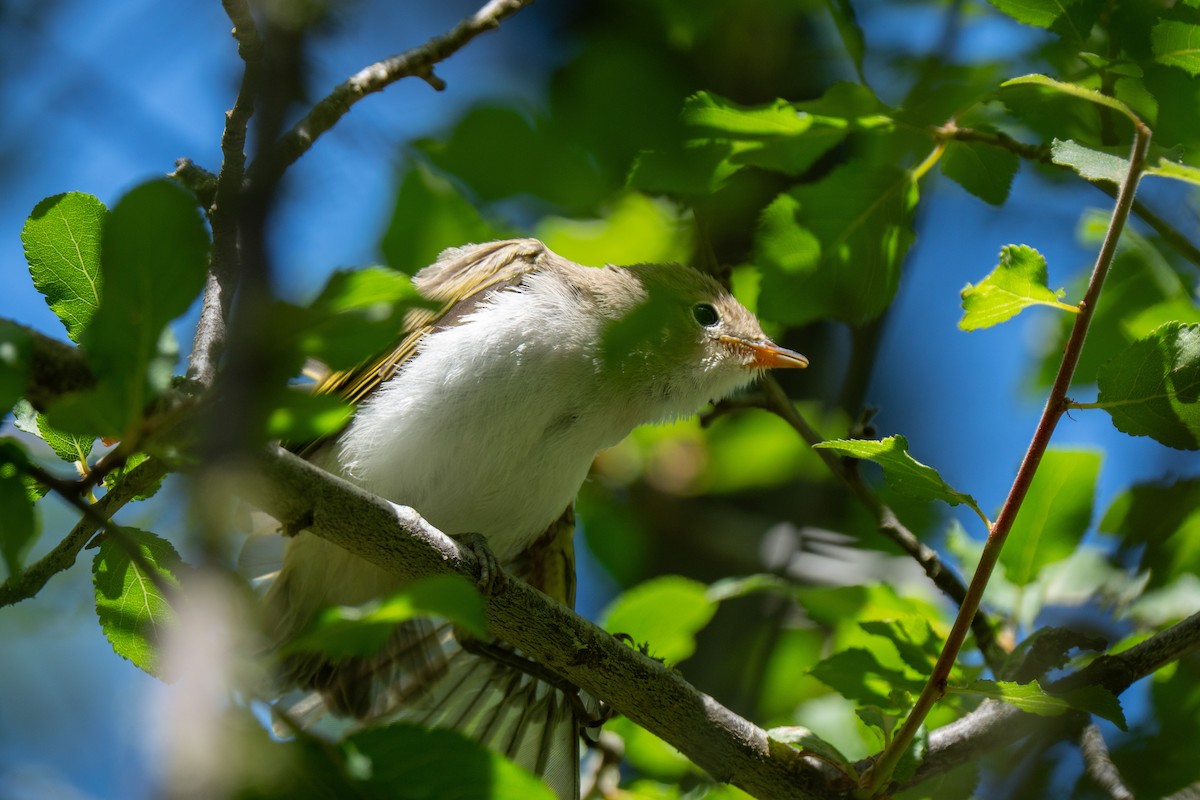 Eastern Bonelli's Warbler - ML637425743