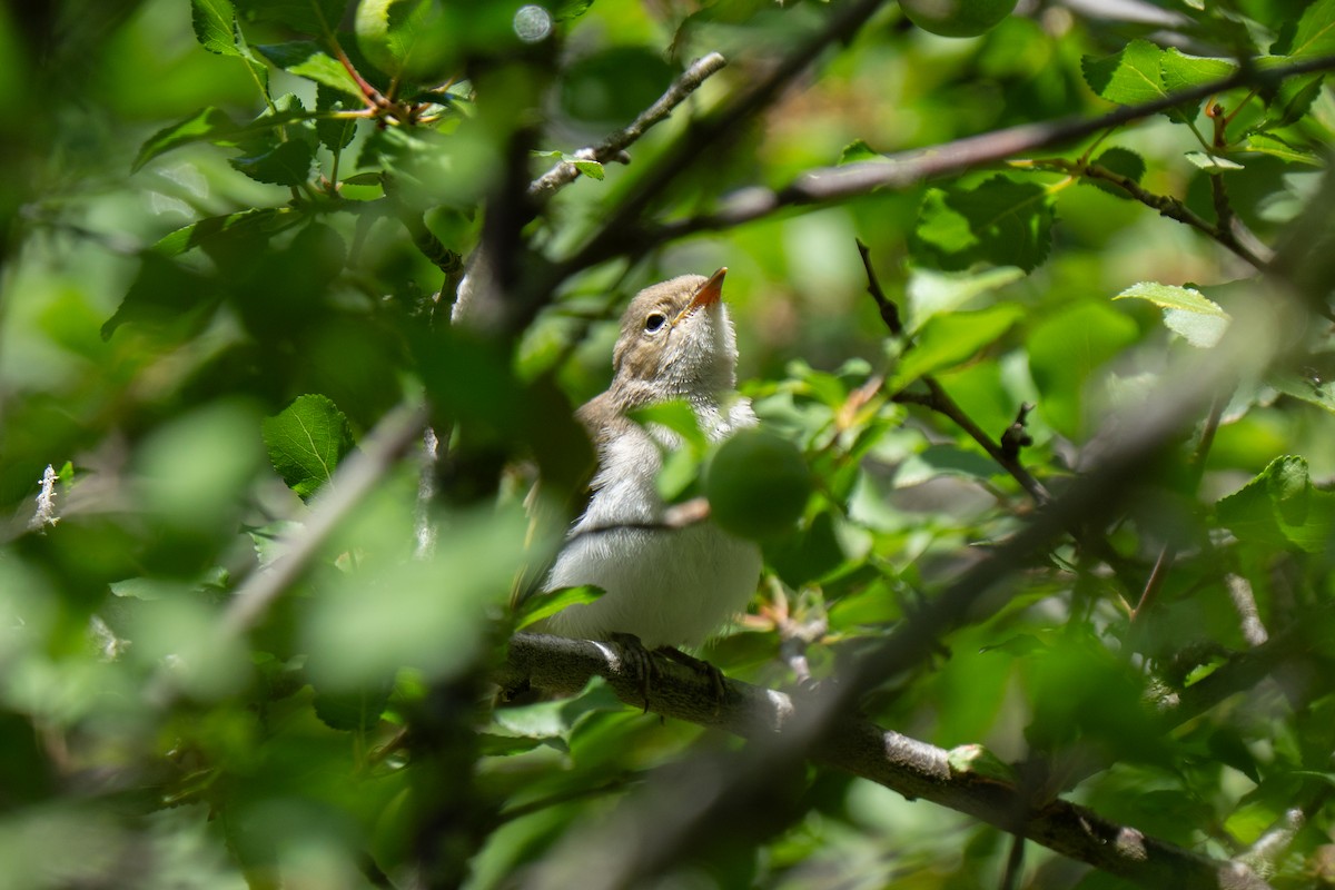 Eastern Bonelli's Warbler - ML637425745