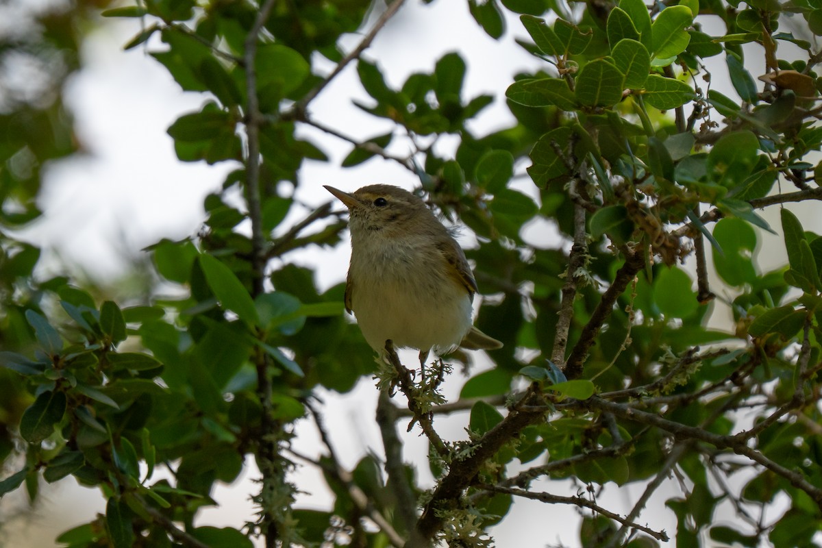 Eastern Bonelli's Warbler - ML637425746