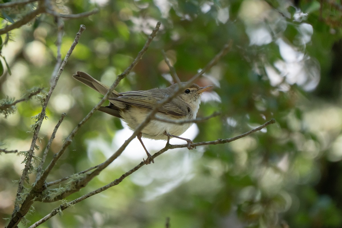 Eastern Bonelli's Warbler - ML637425747
