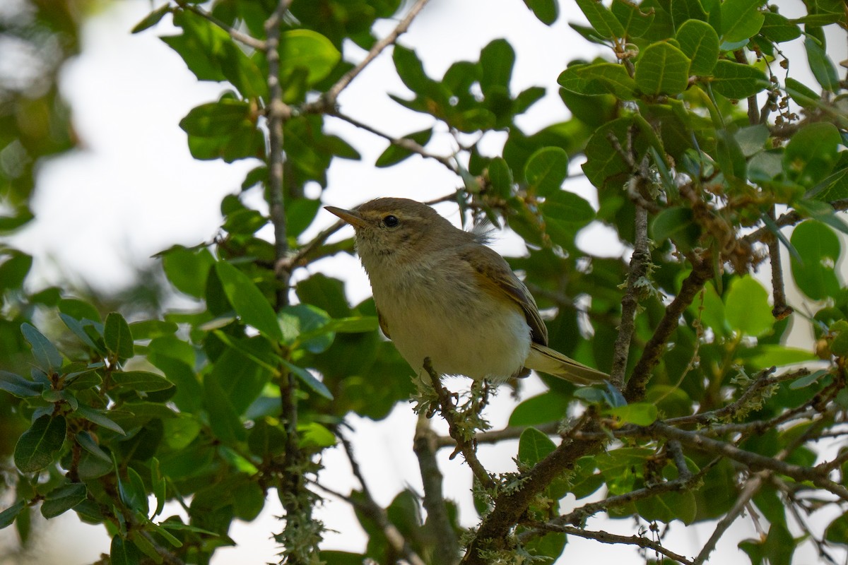 Eastern Bonelli's Warbler - ML637425748
