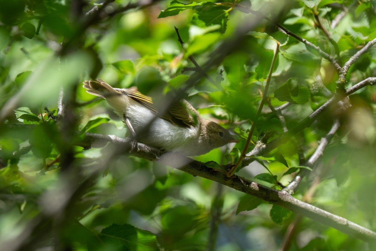 Eastern Bonelli's Warbler - ML637425766