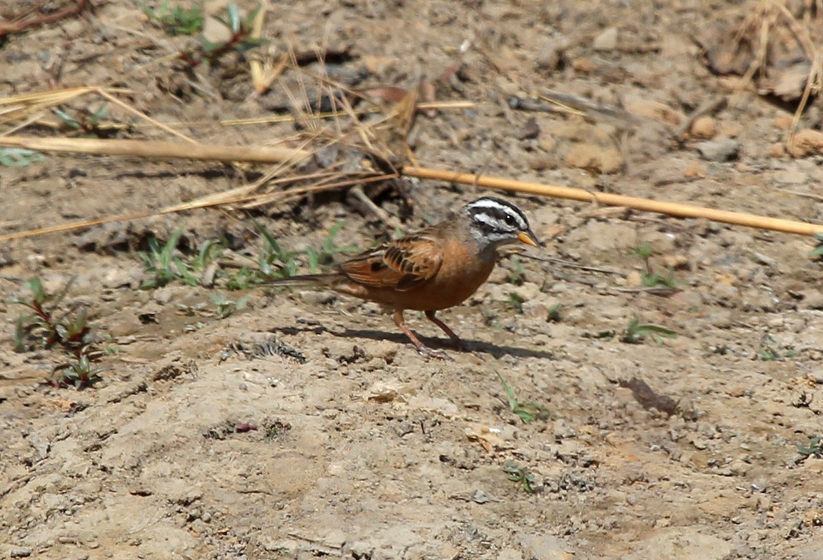 Gosling's Bunting - ML637425808
