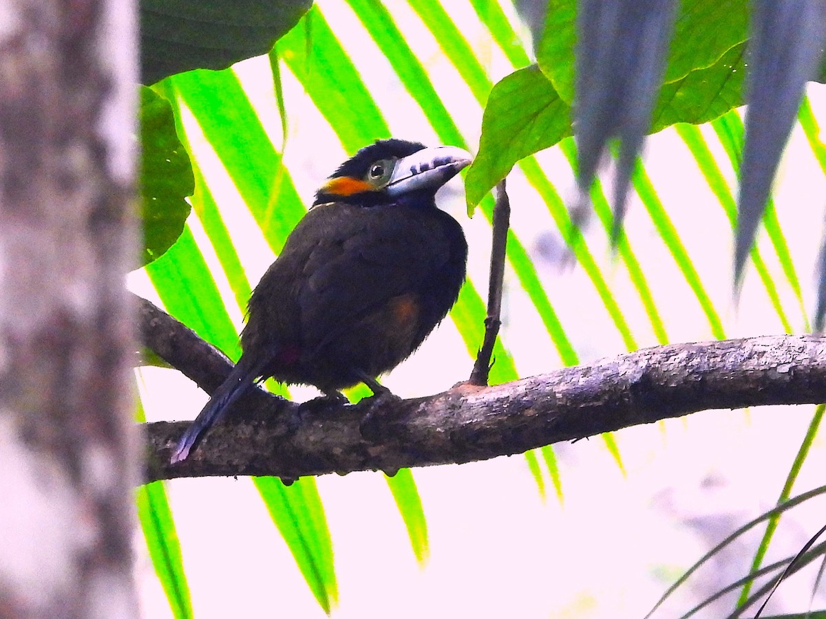 Spot-billed Toucanet - ML637425825