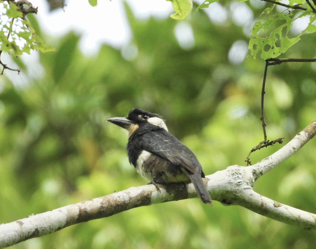 Black-breasted Puffbird - ML637425831