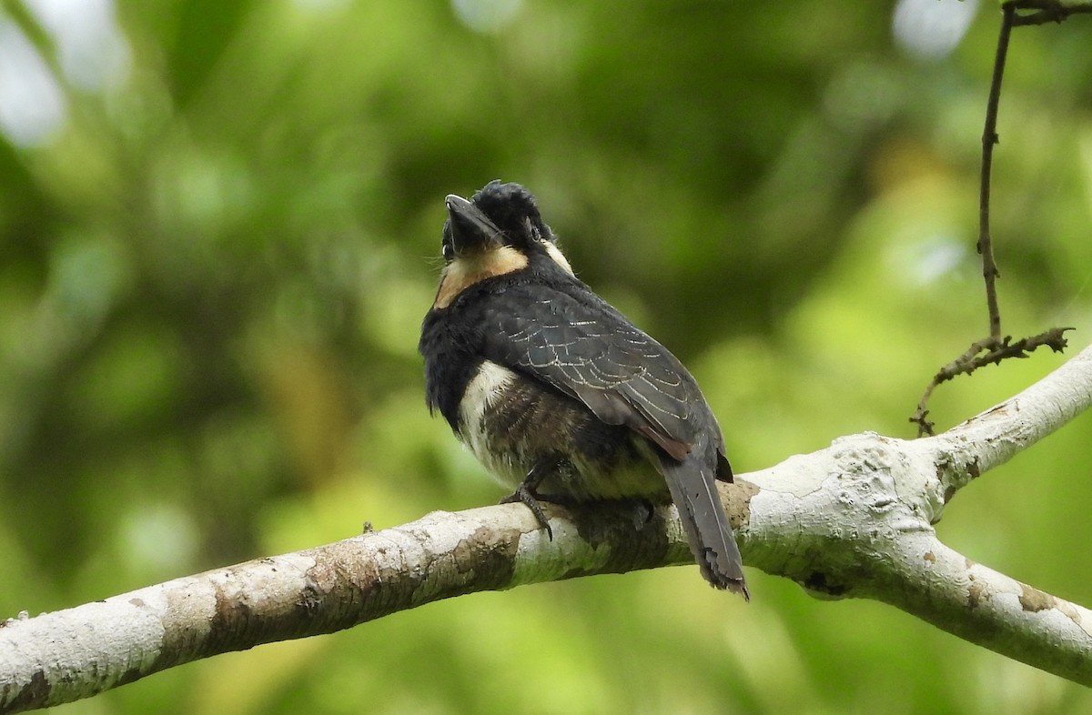 Black-breasted Puffbird - ML637425832