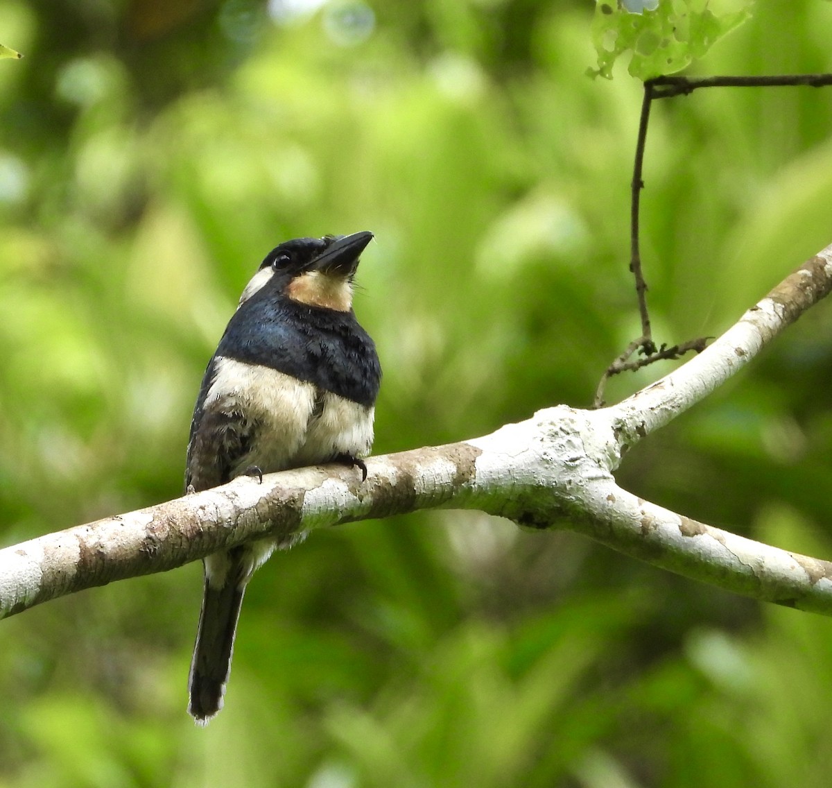 Black-breasted Puffbird - ML637425833