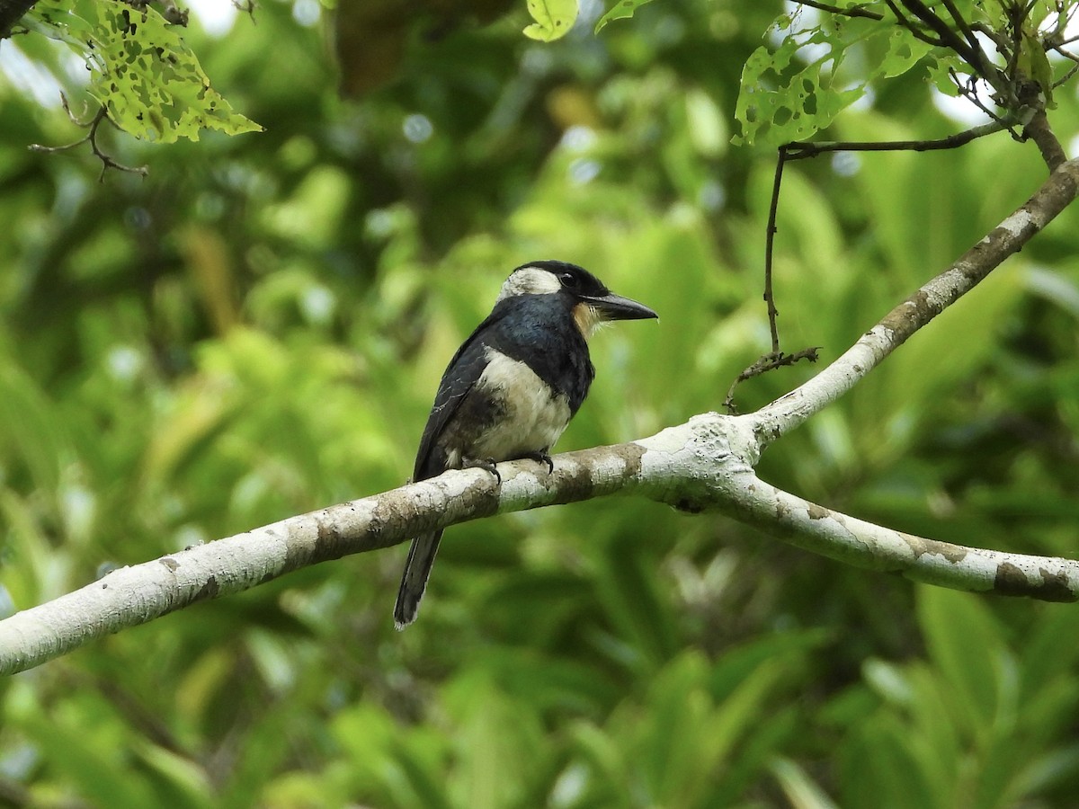 Black-breasted Puffbird - ML637425835
