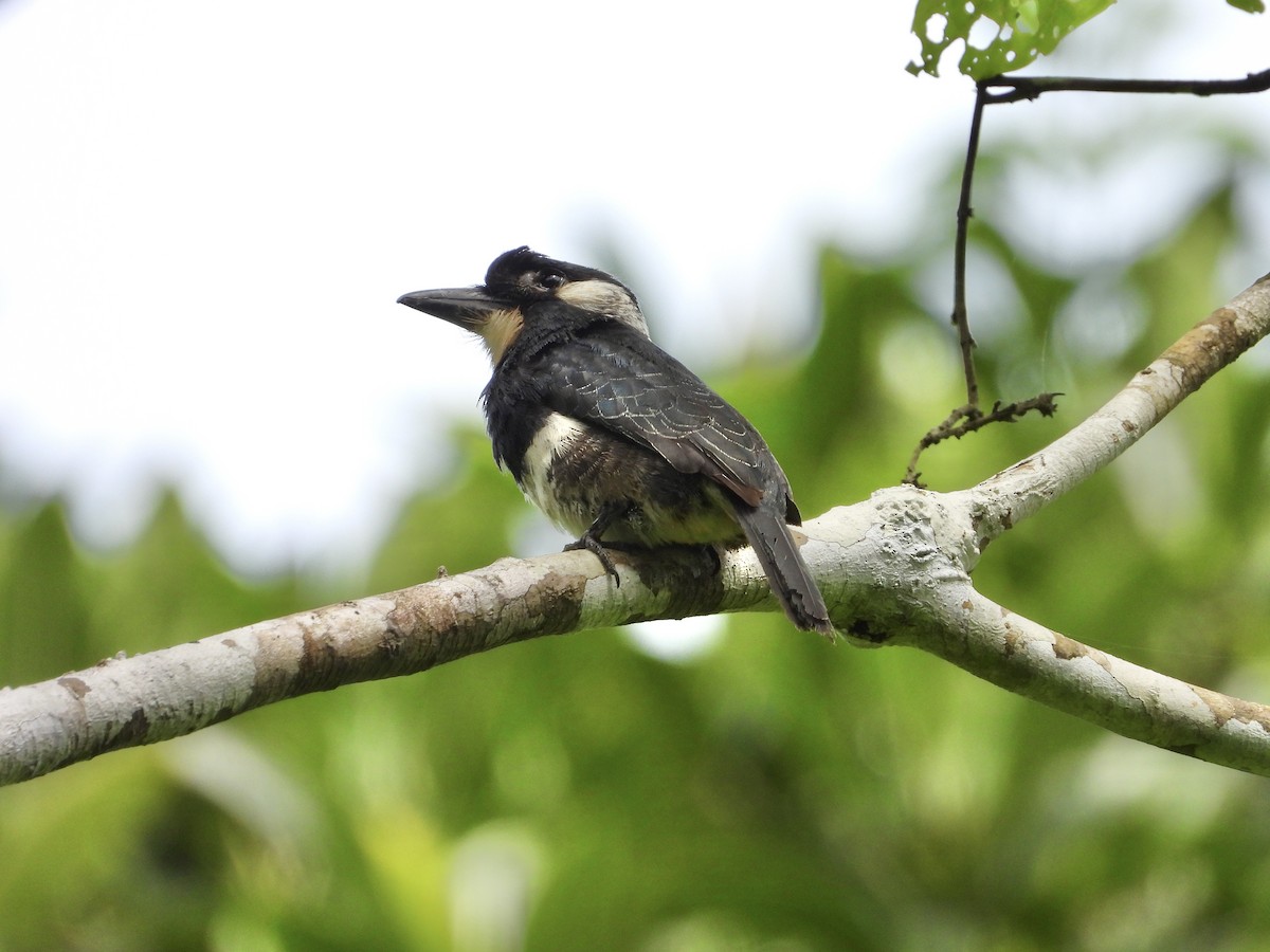 Black-breasted Puffbird - ML637425836