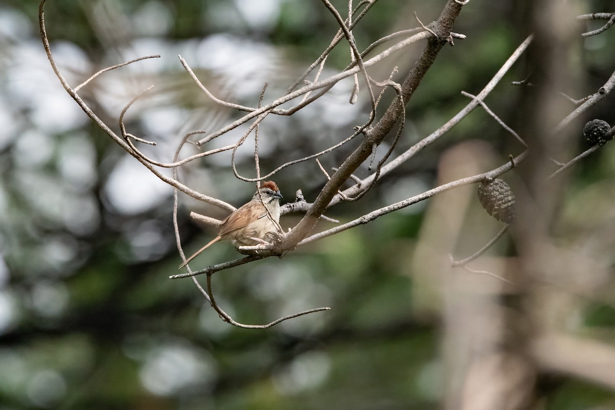 Rusty Sparrow - ML637425905