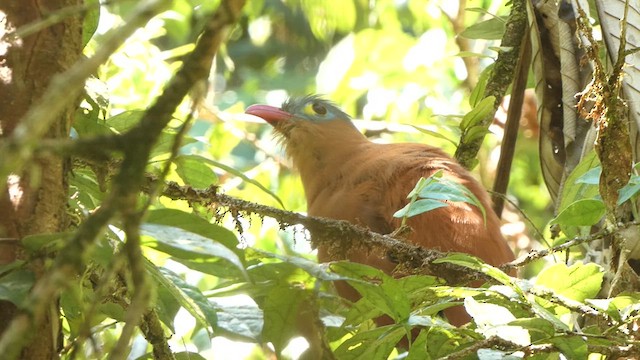Black-bellied Cuckoo - ML637425931