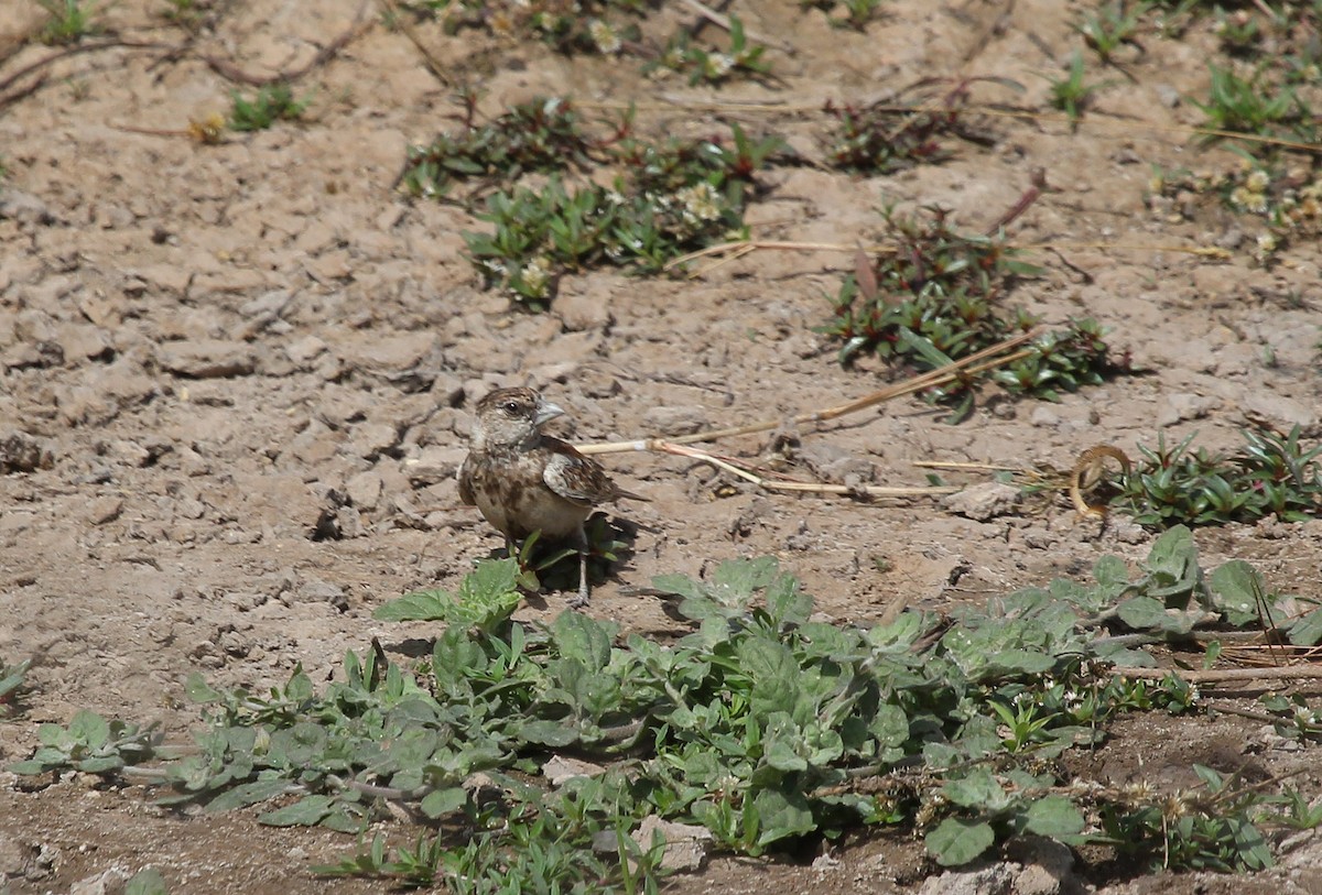 Chestnut-backed Sparrow-Lark - ML637425935