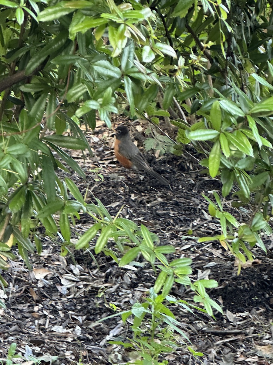 American Robin - ML637426000