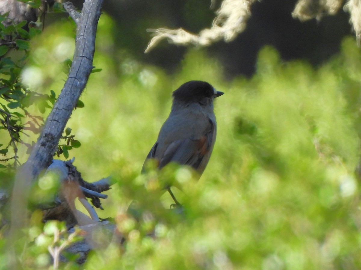 Siberian Jay - ML637426005