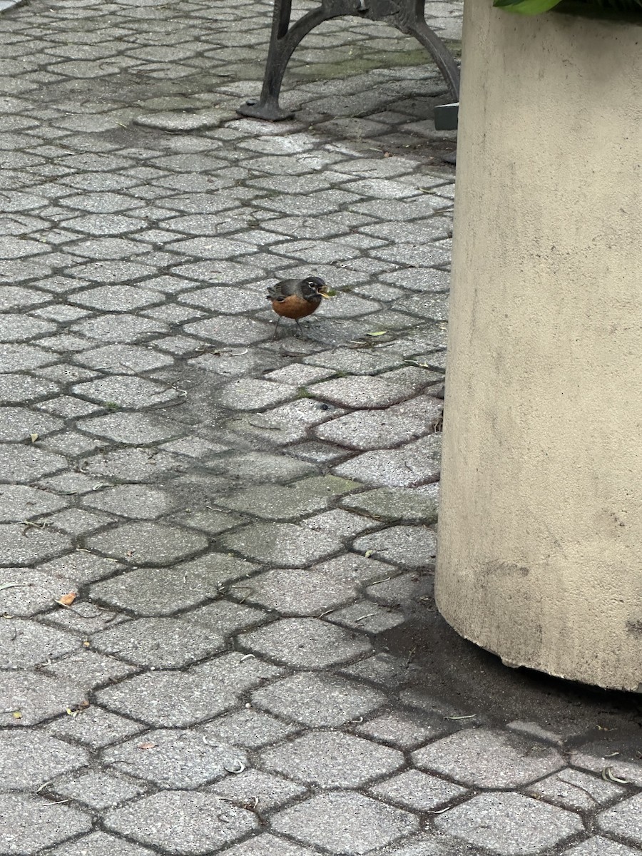 American Robin - ML637426019