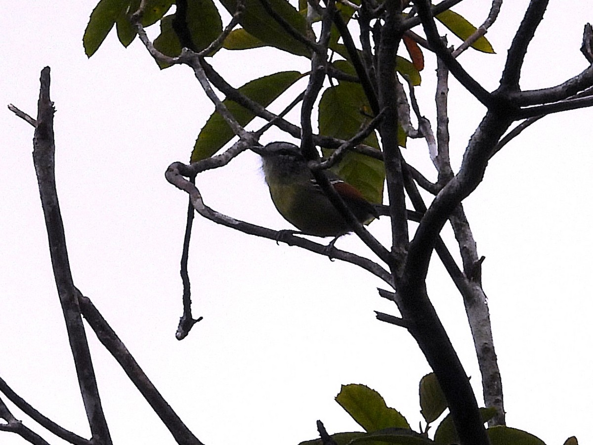 Rufous-margined Antwren - ML637426024