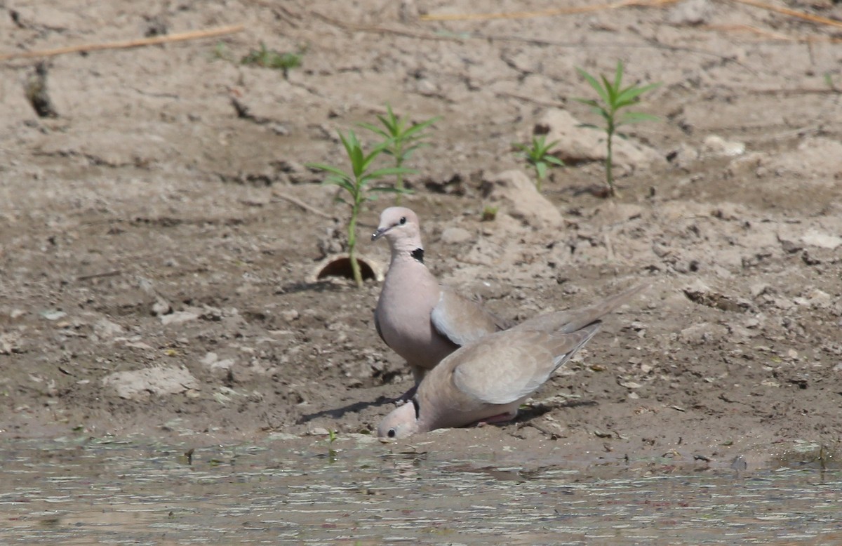 Vinaceous Dove - ML637426038