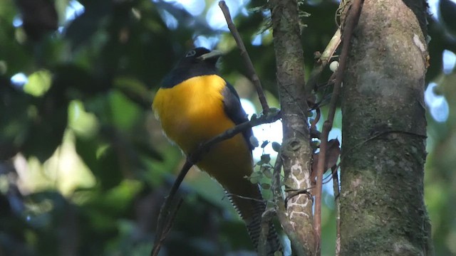 Amazonian Black-throated Trogon - ML637426041
