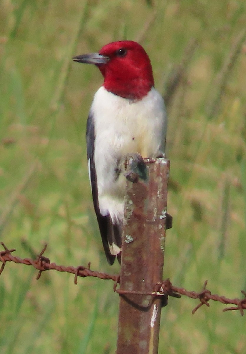 Гіла червоноголова - ML637426110