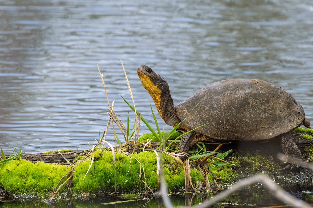 Animals - ML637426138