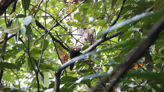 Guianan Toucanet - ML637426148