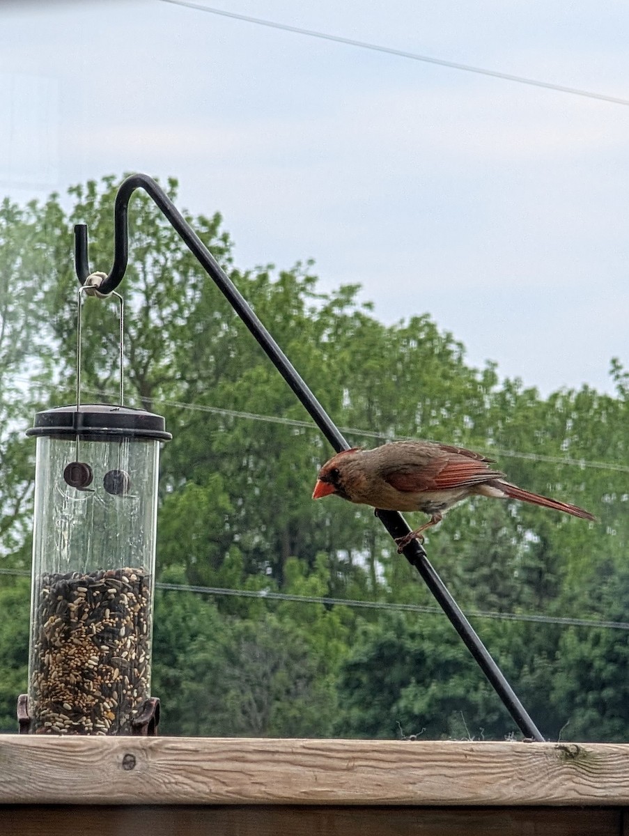 Northern Cardinal - ML637426228