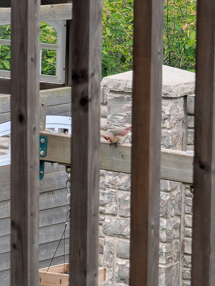 Northern Cardinal - ML637426231