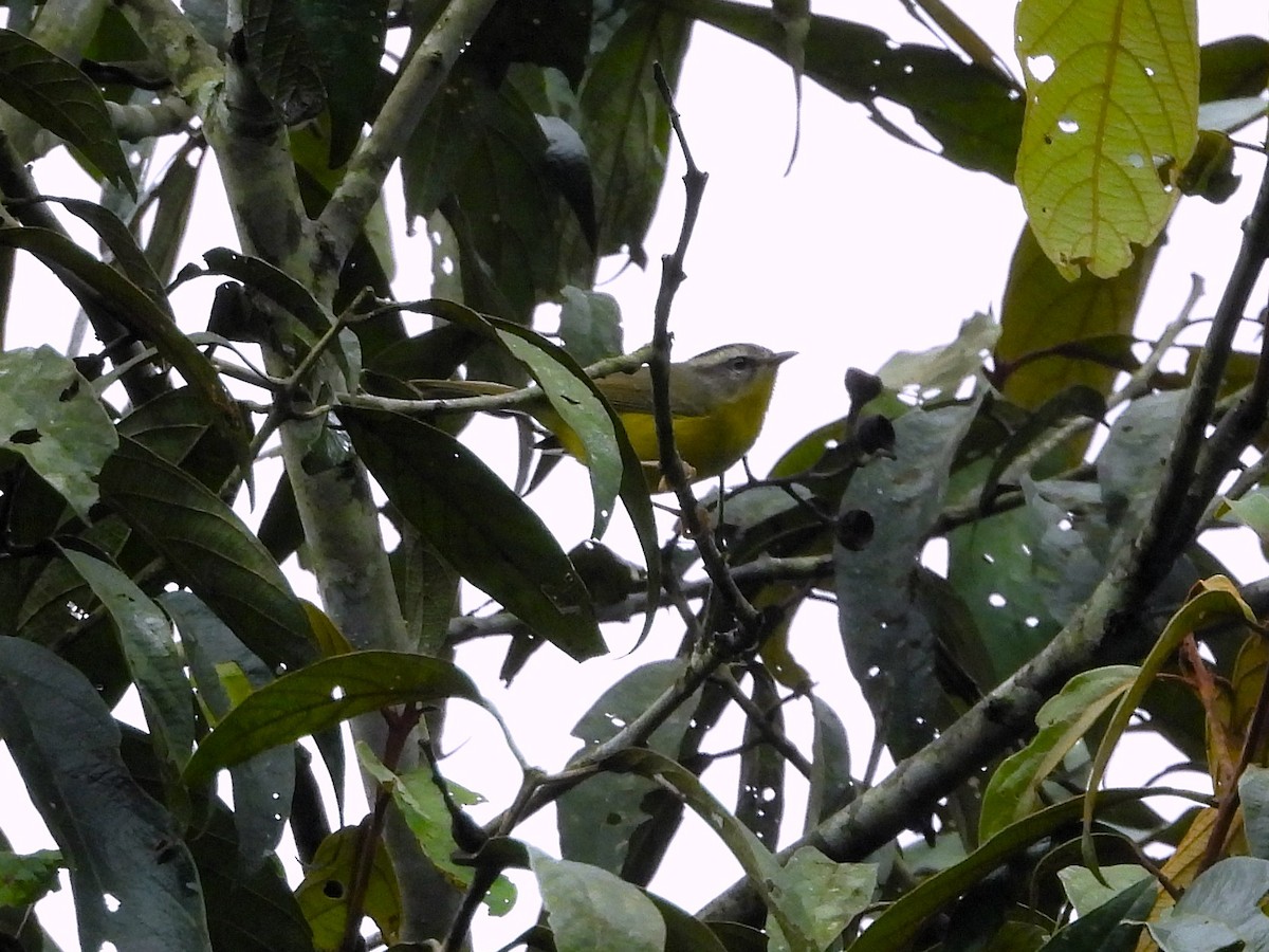 Golden-crowned Warbler - ML637426374
