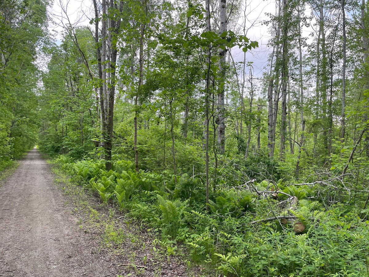 null - ML637426404