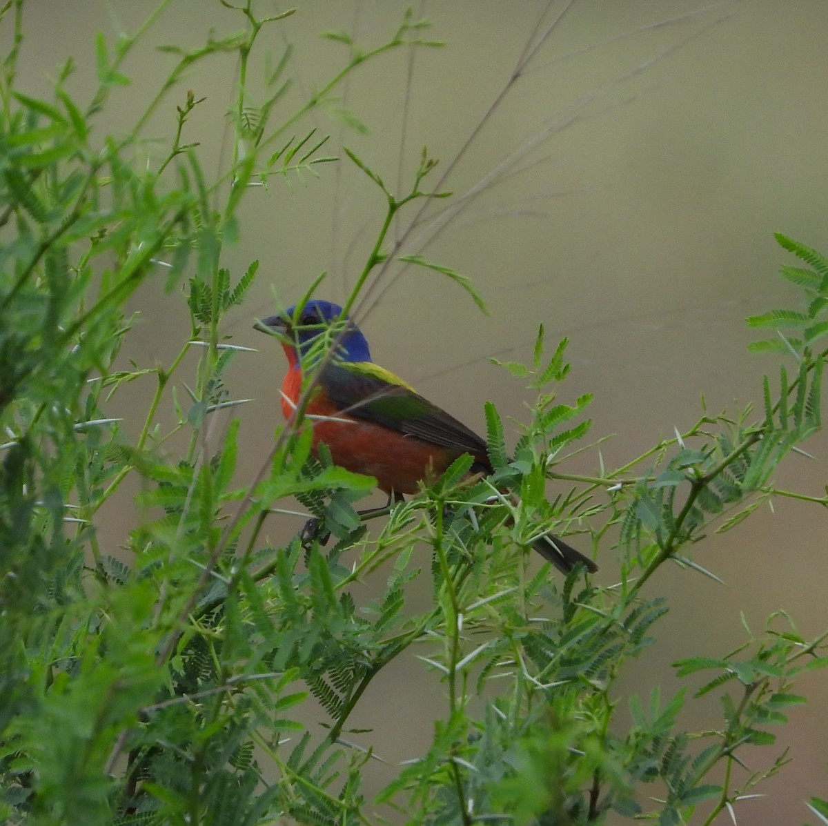 Painted Bunting - ML637426475