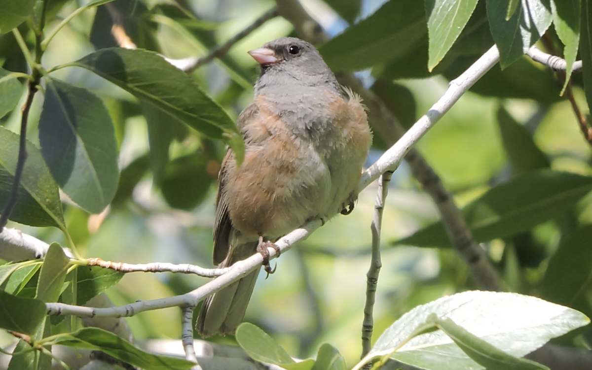 Dark-eyed Junco (Pink-sided) - ML637426614
