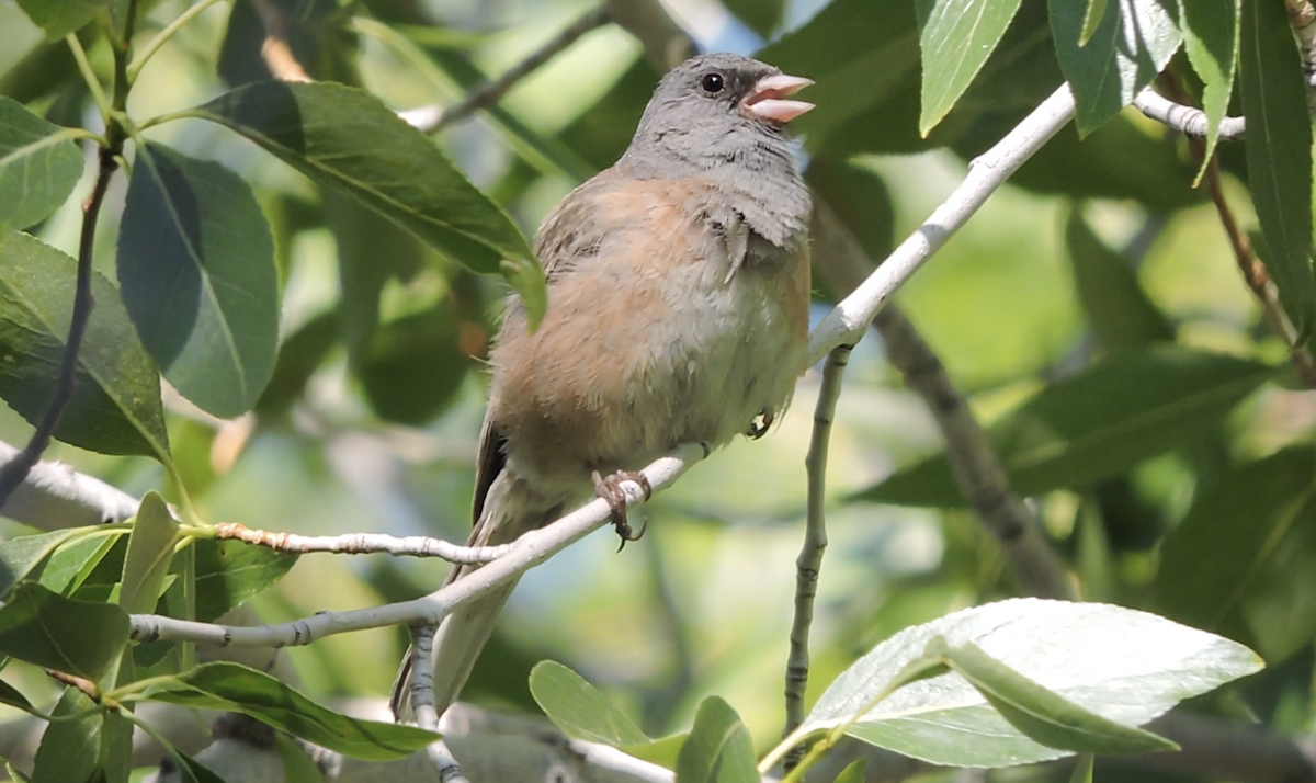 Dark-eyed Junco (Pink-sided) - ML637426615