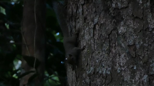 Neotropical Pygmy Squirrel - ML637426672