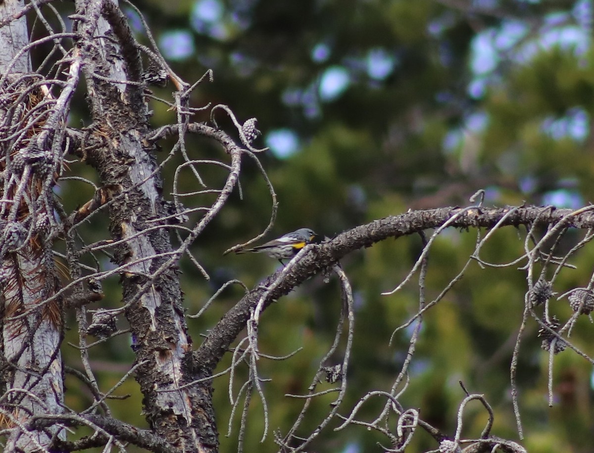 Yellow-rumped Warbler - ML637426681