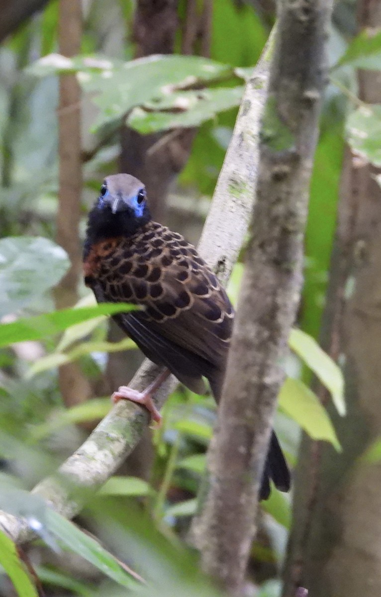 Ocellated Antbird - ML637426716