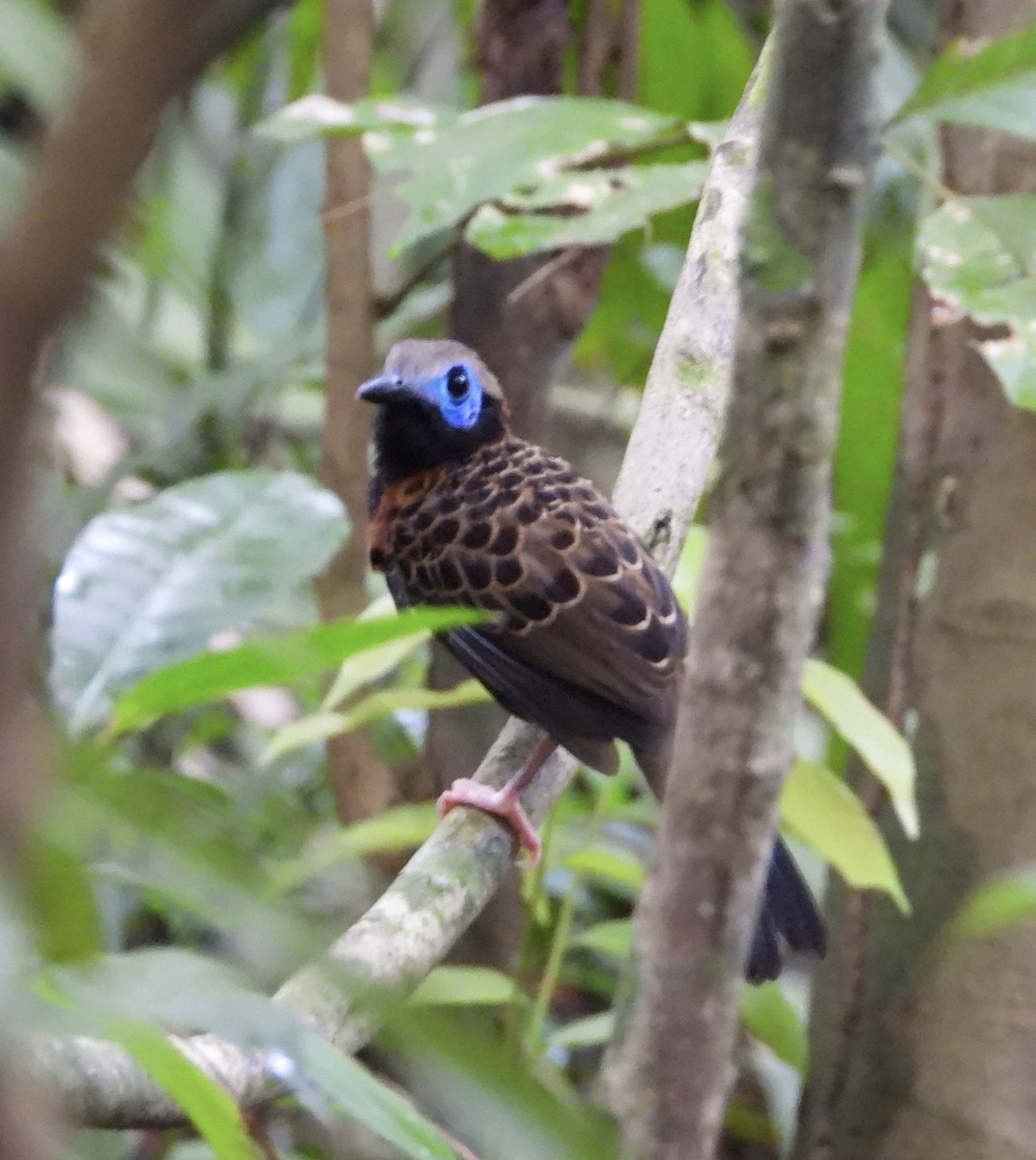 Ocellated Antbird - ML637426717