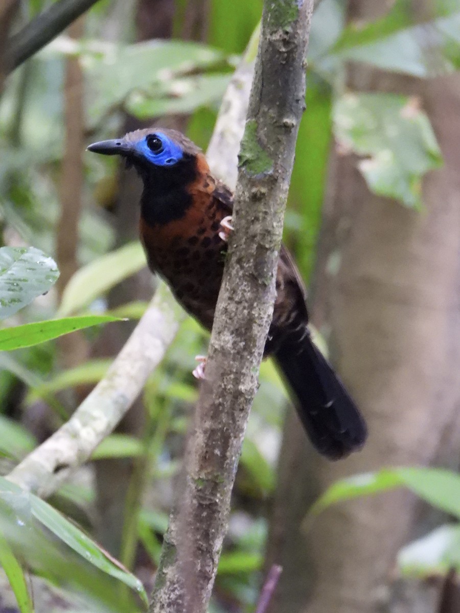 Ocellated Antbird - ML637426718