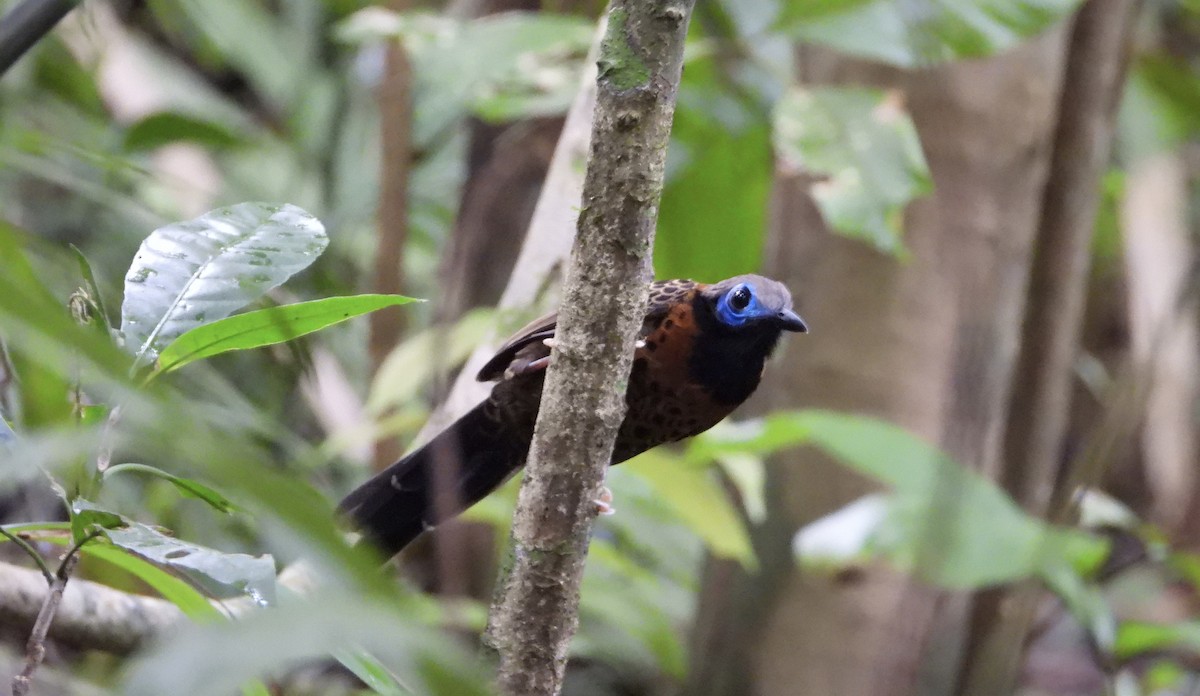 Ocellated Antbird - ML637426719