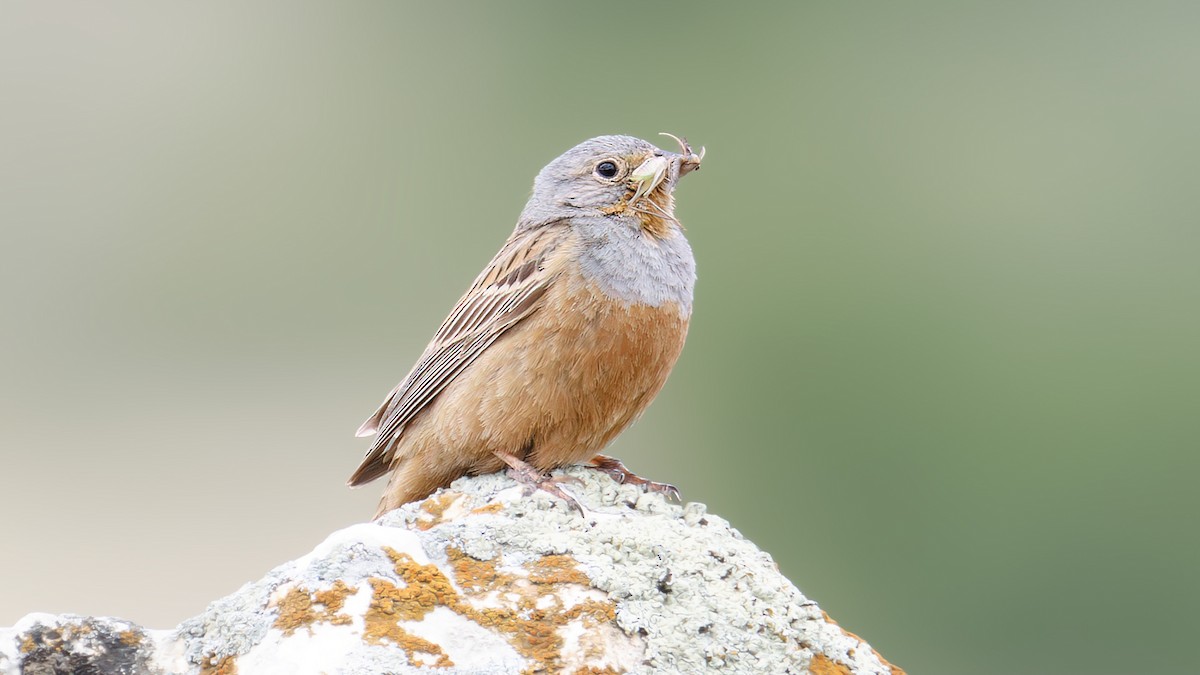 Cretzschmar's Bunting - ML637426729