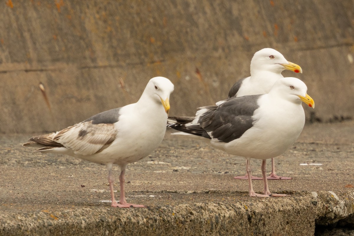 Slaty-backed Gull - ML637426769