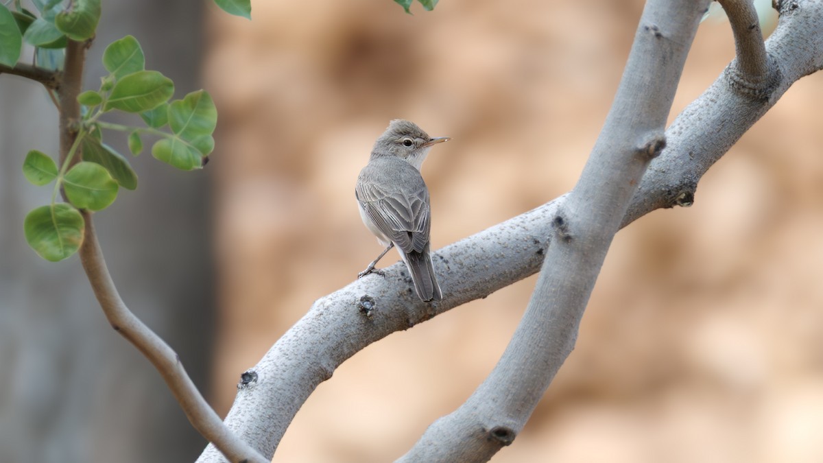 Olive-tree Warbler - ML637426783