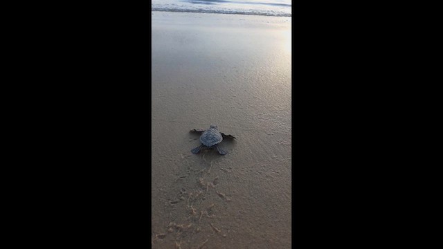 Olive Ridley Sea Turtle - ML637426812
