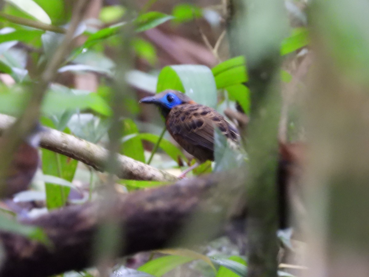 Ocellated Antbird - ML637426858