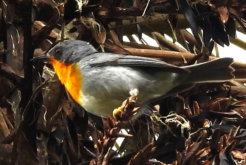 Flame-throated Warbler - ML637426915