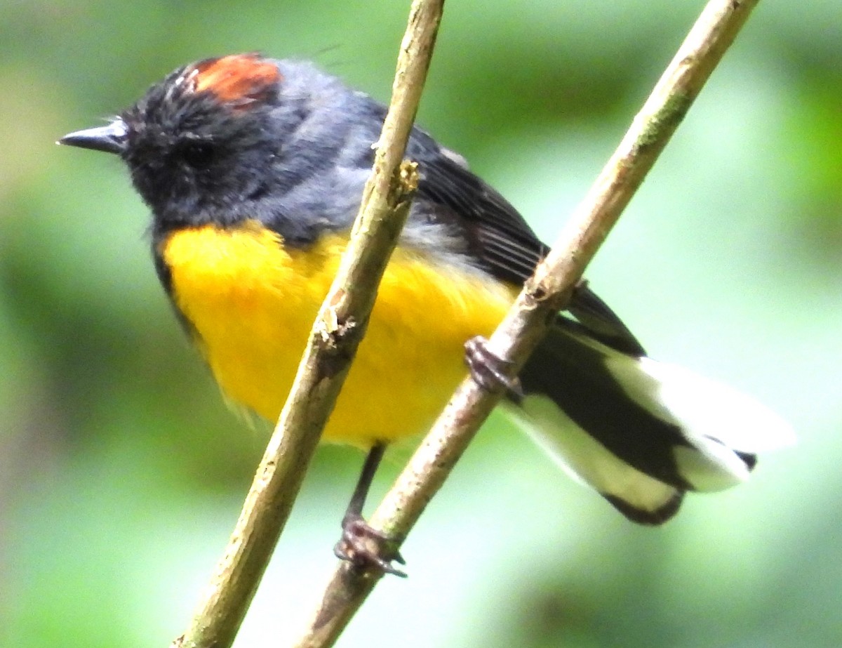 Slate-throated Redstart - ML637426926