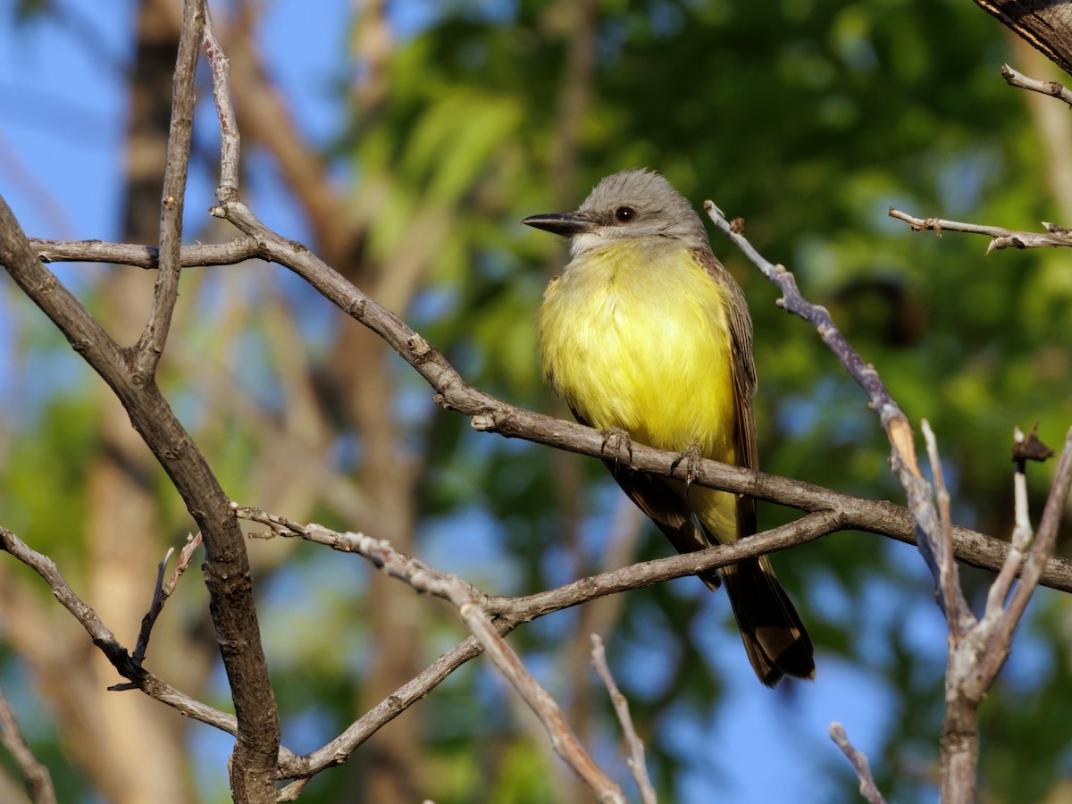 Tropical Kingbird - ML637427063