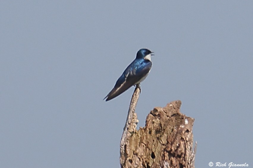 Tree Swallow - ML637427066