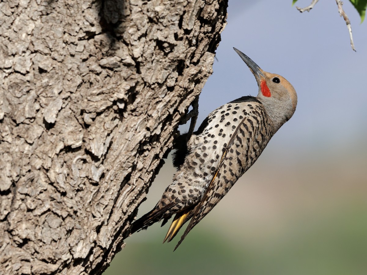 Gilded Flicker - ML637427076